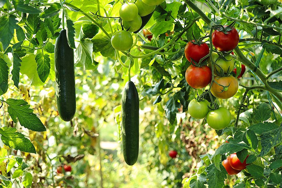 Planung und Gestaltung eines Gemüsegartens. Foto: Pixabay.com